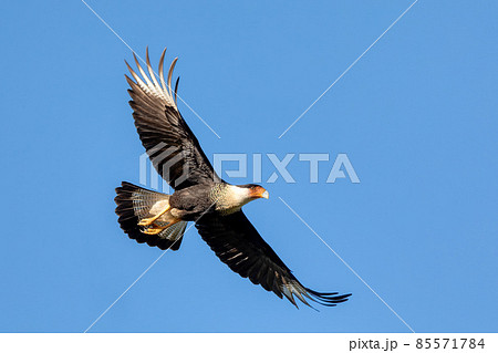 Crested caracara, Caracara plancus, Guanacaste Costa Rica 85571784