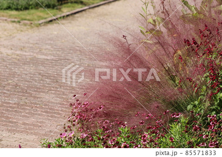 ふわふわピンクのミューレンベルギアカピラリス ふわふわピンクのミューレンベルギアカピラリス 85571833