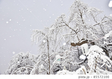 牡丹雪の舞う増上寺の枝垂れ桜 東京 牡丹雪の舞う増上寺の枝垂れ桜 東京 85572100
