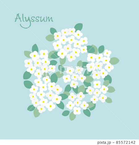 シンプルなアリッサムのイラスト シンプルなアリッサムのイラスト 85572142