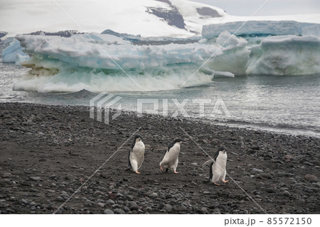 Adelie Penguin, juvenile on ice, Paulet island, Antarctica 85572150