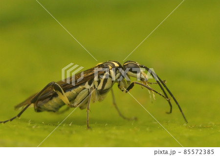 Closeup on a colorful and gracious sawfly, Pachyprotasis rapae, sitting on a green leaf 85572385