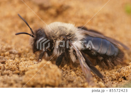 Closeup on a female Grey mining bee, Andrena vaga crawling in the sand Closeup on a female Grey mining bee, Andrena vaga crawling in the sand 85572423