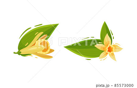 Yellow Vanilla or Vanilla Orchid Flower with Green Leaf Vector Set 85573000