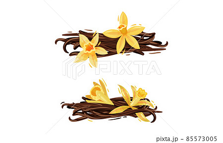Yellow Vanilla or Vanilla Orchid Flower with Dried Pods Vector Set Yellow Vanilla or Vanilla Orchid Flower with Dried Pods Vector Set 85573005
