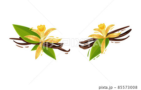 Yellow Vanilla or Vanilla Orchid Flower with Dried Pods Vector Set 85573008