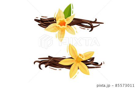 Yellow Vanilla or Vanilla Orchid Flower with Dried Pods Vector Set Yellow Vanilla or Vanilla Orchid Flower with Dried Pods Vector Set 85573011