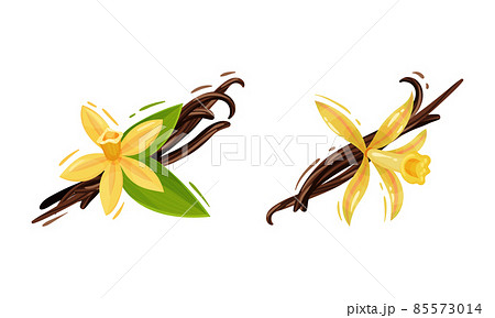 Yellow Vanilla or Vanilla Orchid Flower with Dried Pods Vector Set Yellow Vanilla or Vanilla Orchid Flower with Dried Pods Vector Set 85573014