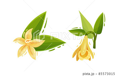 Yellow Vanilla or Vanilla Orchid Flower with Green Leaf Vector Set Yellow Vanilla or Vanilla Orchid Flower with Green Leaf Vector Set 85573015