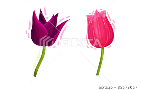 Colorful Tulips Flowers with Large and Showy Bud on Green Stem Vector Set 85573057