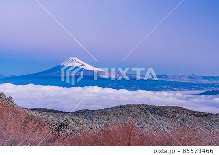 (静岡県)雲海・降雪した達磨山高原から望む富士山 (静岡県)雲海・降雪した達磨山高原から望む富士山 85573466