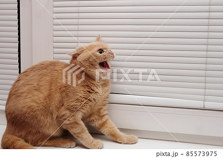 An angry red cat with an open mouth on the windowsill, baring her teeth. A dangerous pet. 85573975