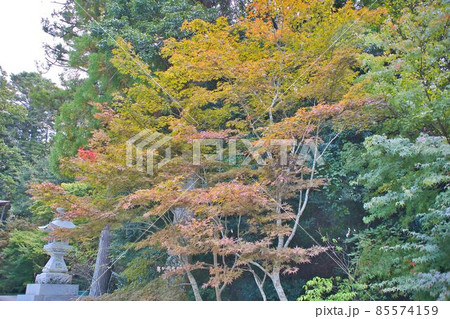 紅葉 85574159