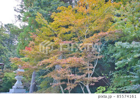紅葉 85574161