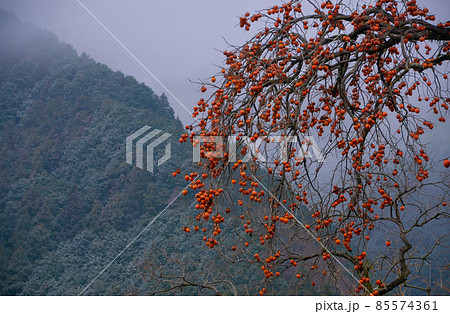 冬のかつらぎ町四郷　和歌山県伊都郡かつらぎ町 85574361