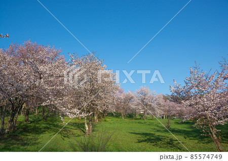 春の青空と満開のサクラ 85574749