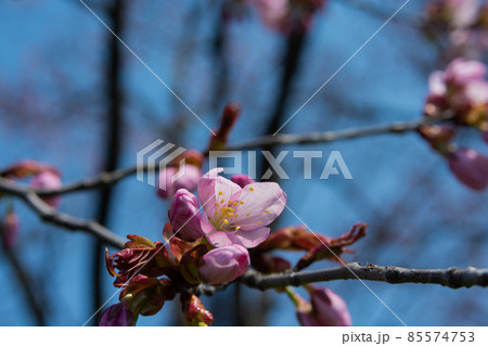 サクラの花のクローズアップ サクラの花のクローズアップ 85574753