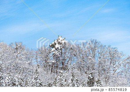 【冬】雪が積もった晴れた森林の自然風景 青森県 【冬】雪が積もった晴れた森林の自然風景 青森県 85574819