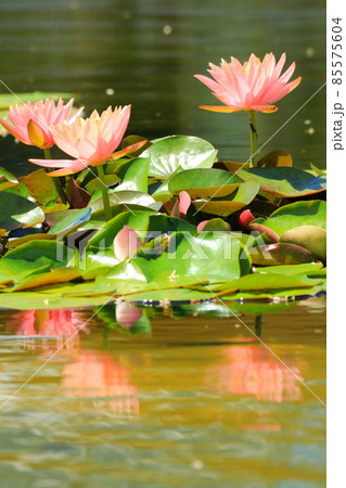 水面に映るピンク色の睡蓮の花 85575604