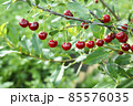 Cherry branch. Red ripe berries on the cherry tree. Green nature background 85576035