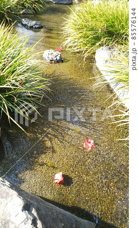 春の訪れを待つ城南宮のしだれ梅と椿まつり 春の訪れを待つ城南宮のしだれ梅と椿まつり 85576144