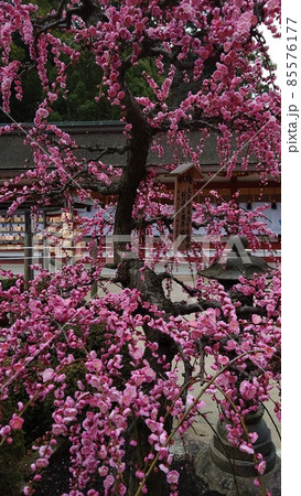 春の訪れを待つ城南宮のしだれ梅と椿まつり 春の訪れを待つ城南宮のしだれ梅と椿まつり 85576177