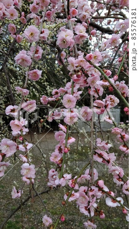 春の訪れを待つ城南宮のしだれ梅と椿まつり 春の訪れを待つ城南宮のしだれ梅と椿まつり 85576181
