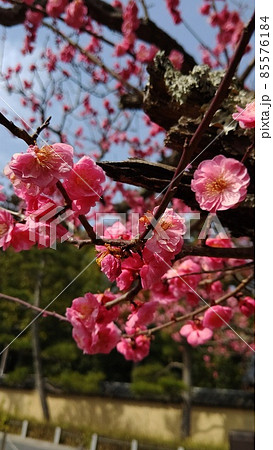 春の訪れを待つ城南宮のしだれ梅と椿まつり 85576184