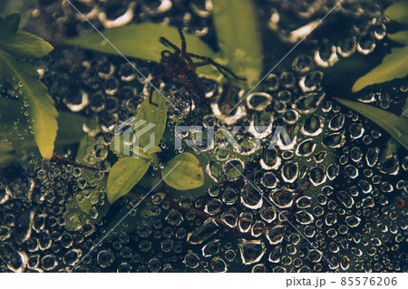 Close up of morning dew droplets captured in spider webs creating a surreal texture, showing the concept of Spring and new beginnings Close up of morning dew droplets captured in spider webs creating a surreal texture, showing the concept of Spring and new beginnings 85576206