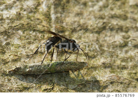 Closeup on an parasitic ichneumonid wasp , Nippocryptus vittatorius ovipositing on a cocoon from Taleporia tubulosa Closeup on an parasitic ichneumonid wasp , Nippocryptus vittatorius ovipositing on a cocoon from Taleporia tubulosa 85576769