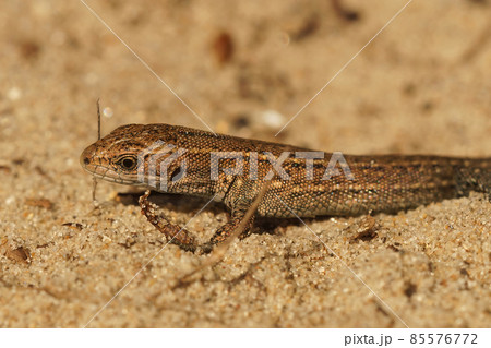 Closeup on Juvenile European live bearing lizard, Zootoca vivipare, in the Dunes at the Belgian coast 85576772