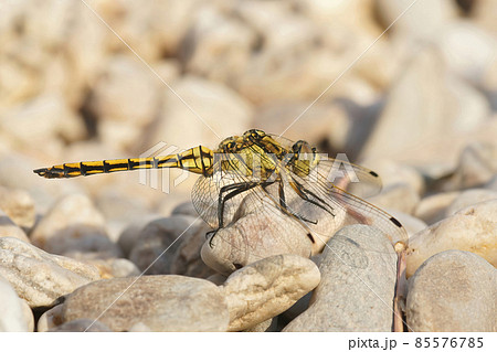 Closeup on the yellow female of the southern skimmer dragonfly, Orthetrum brunneumsitting on a stone 85576785
