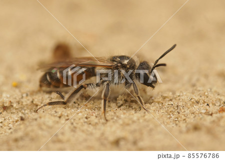 Closeup on a female red bellied miner, Andrena ventralis on sandy soil 85576786