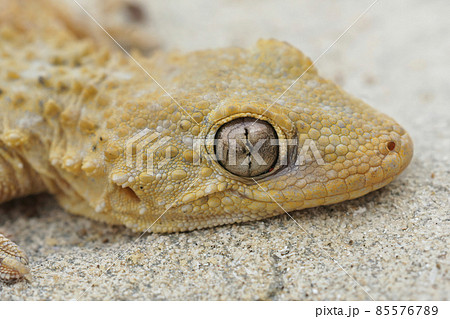 Closeup on the head of a common wall gecko, Tarentola mauritanica 85576789