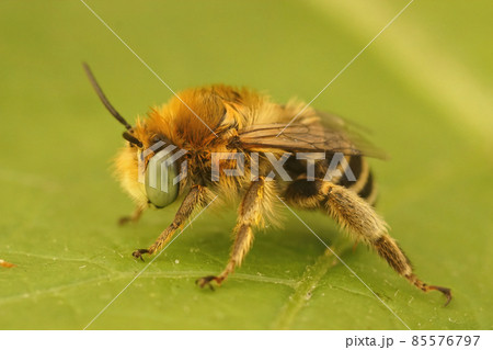 Closeup on a male hairy little flower bee , Anthophora bimaculata sitting on a green leaf Closeup on a male hairy little flower bee , Anthophora bimaculata sitting on a green leaf 85576797