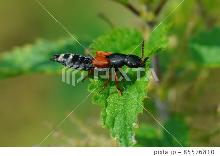 Closeup on a colorful rover beetle, Platydracus stercorarius sitting on a green leaf Closeup on a colorful rover beetle, Platydracus stercorarius sitting on a green leaf 85576810