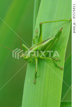 Closeup on a juvenile Great green bushcricket, Tettigonia viridissima , against a green blurred background Closeup on a juvenile Great green bushcricket, Tettigonia viridissima , against a green blurred background 85576811