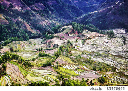 Terraced rice fields wiyh  water on Spring season 85576946