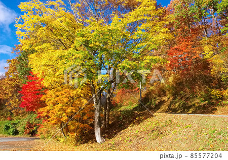 山形・朝日自然観の紅葉 山形・朝日自然観の紅葉 85577204