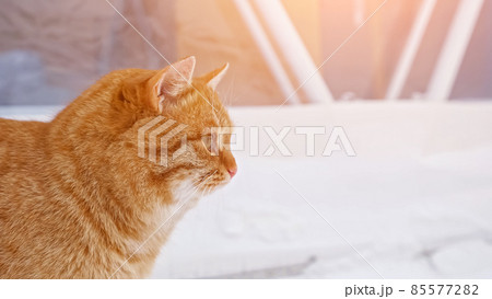 Red fluffy cat walks on white snow against trees in winter Red fluffy cat walks on white snow against trees in winter 85577282