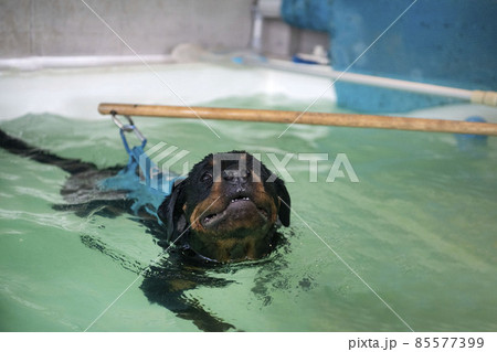 rottweiler  swimming in a swimming pool 85577399