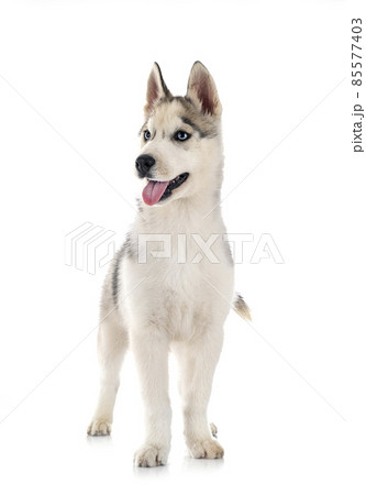 puppy siberian husky puppy siberian husky 85577403