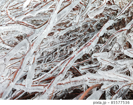 Glaze ice on bush or tree branch in winter forest 85577536