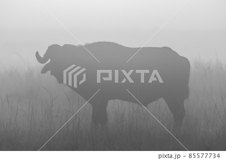 Mono silhouette of buffalo standing in grass Mono silhouette of buffalo standing in grass 85577734
