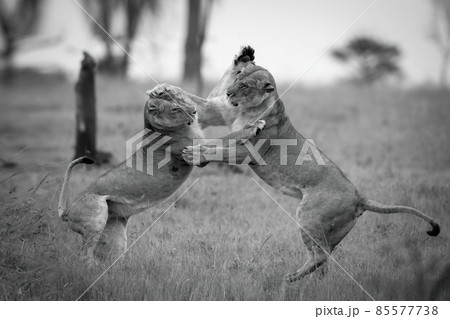 Mono lionesses play fight on hind legs Mono lionesses play fight on hind legs 85577738