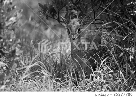 Mono Kirk dik-dik in grass by bushes Mono Kirk dik-dik in grass by bushes 85577780