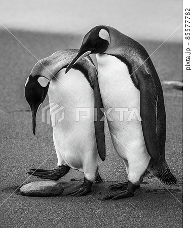 Mono king penguin inspects rock by another 85577782