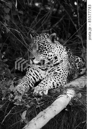 Mono jaguar lying beside log on bank 85577783