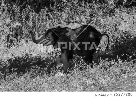 Mono elephant appearing to dance down slope 85577806