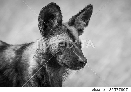 Mono close-up of wild dog facing right 85577807